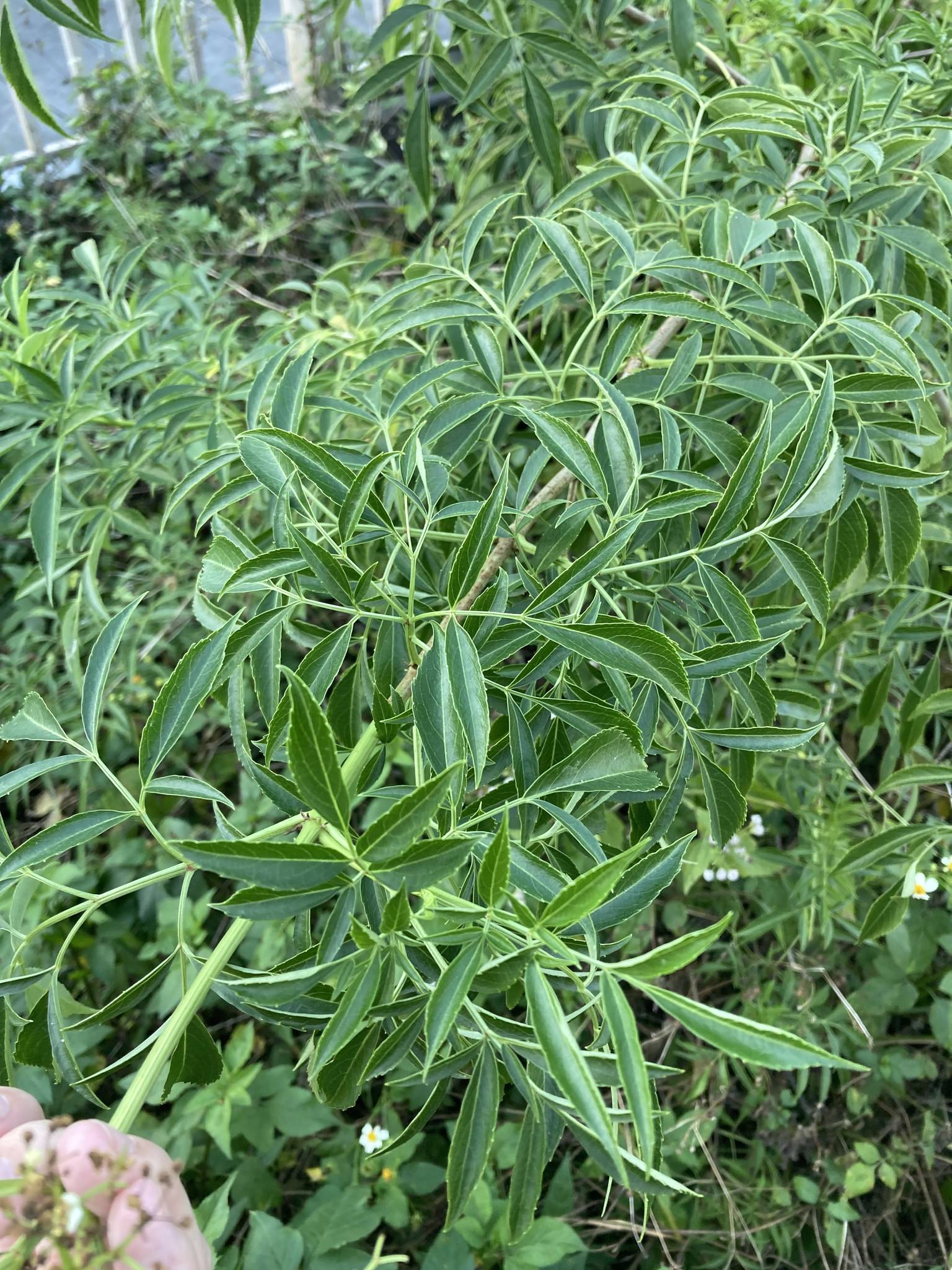 Sambucus canadensis
